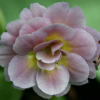 Auricula Pink Fondant - Abriachan Nurseries